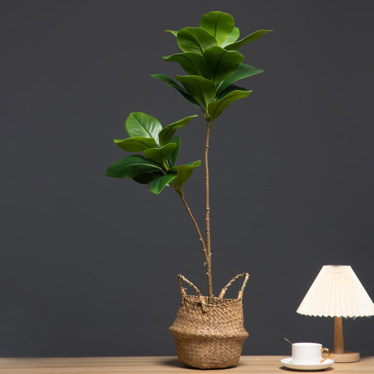 105 cm 2 forchette grandi pian - Dracaena Marginata recensione e prezzo